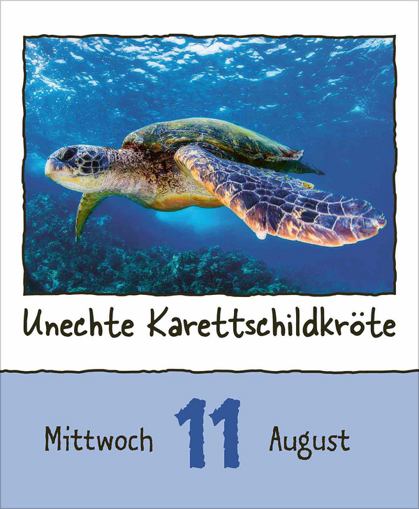 Tierisch unterwegs 2027, Innenansicht #9