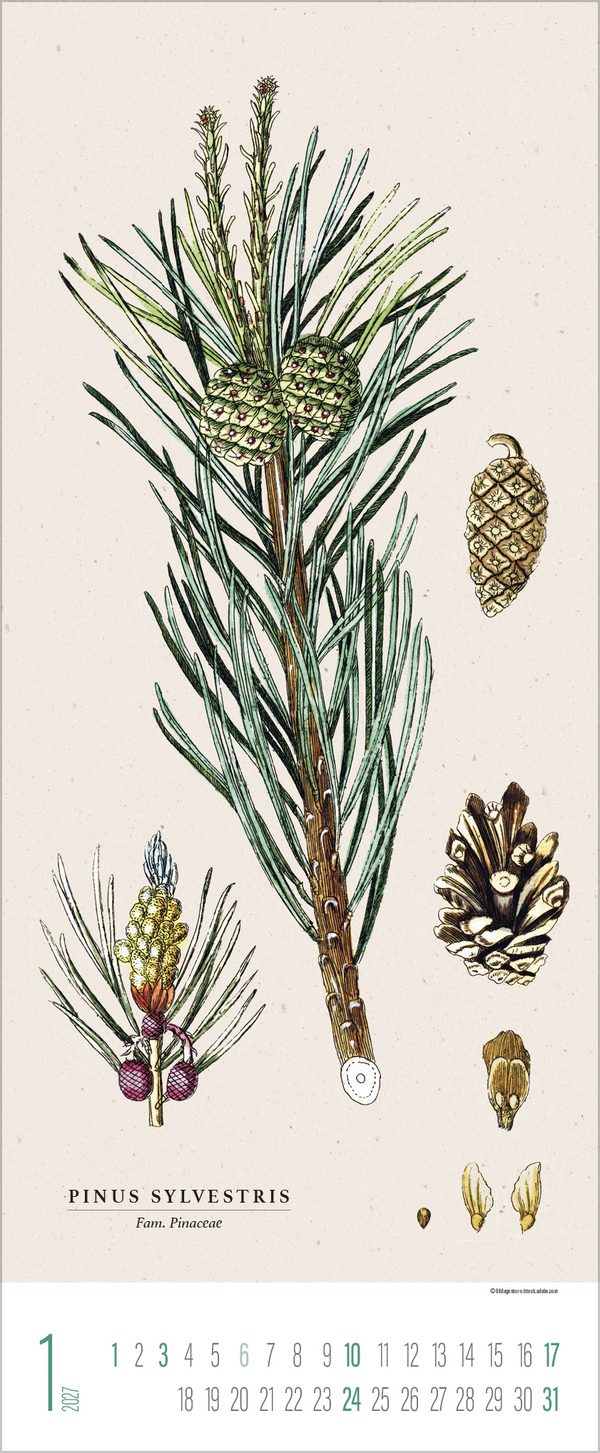 Botanicum 2027, Innenansicht #1