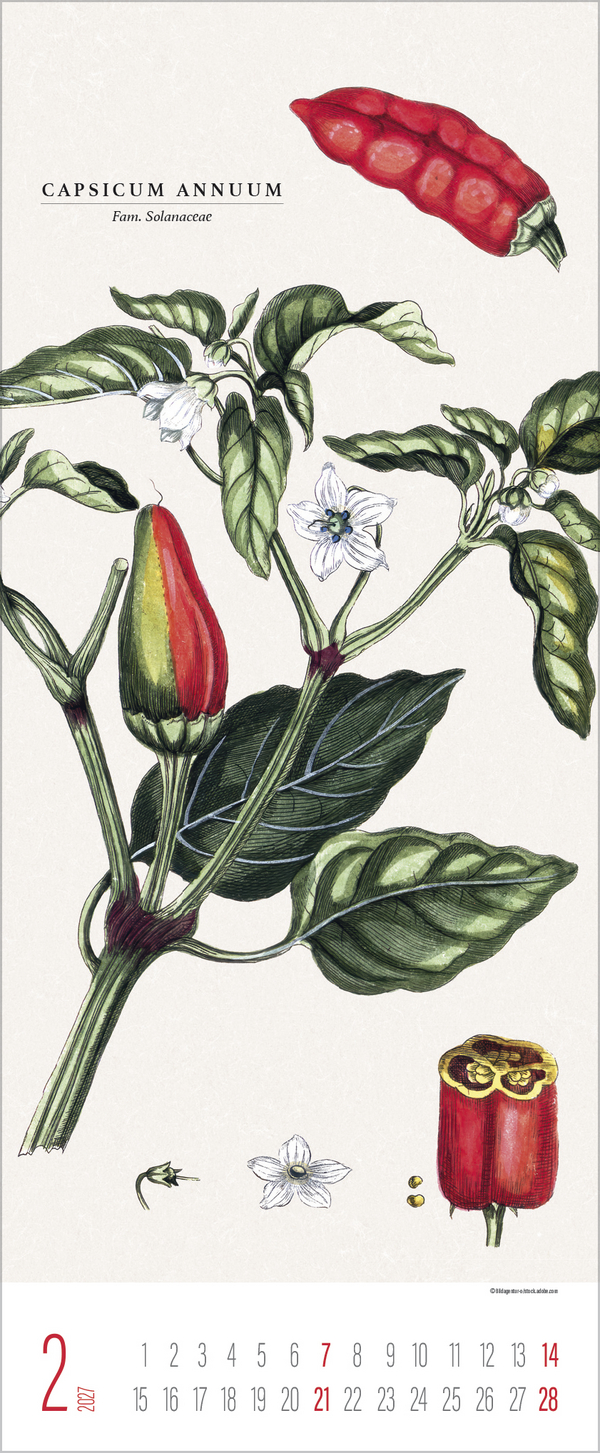 Botanicum 2027, Innenansicht #2