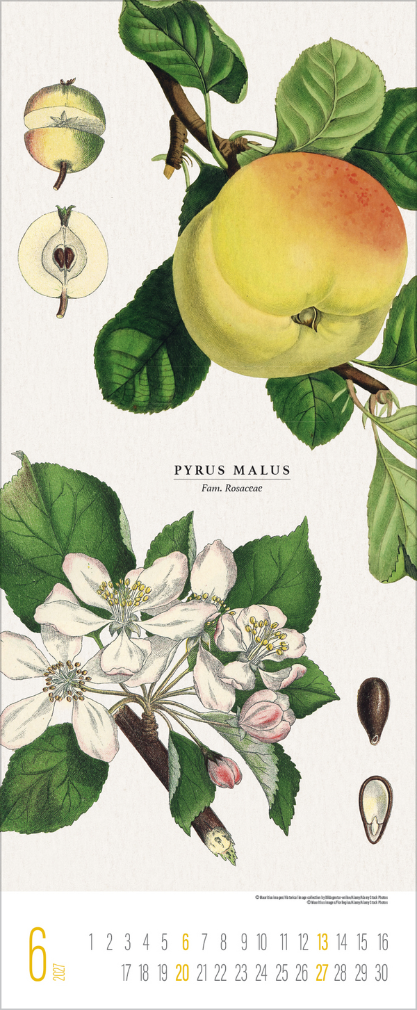 Botanicum 2027, Innenansicht #6