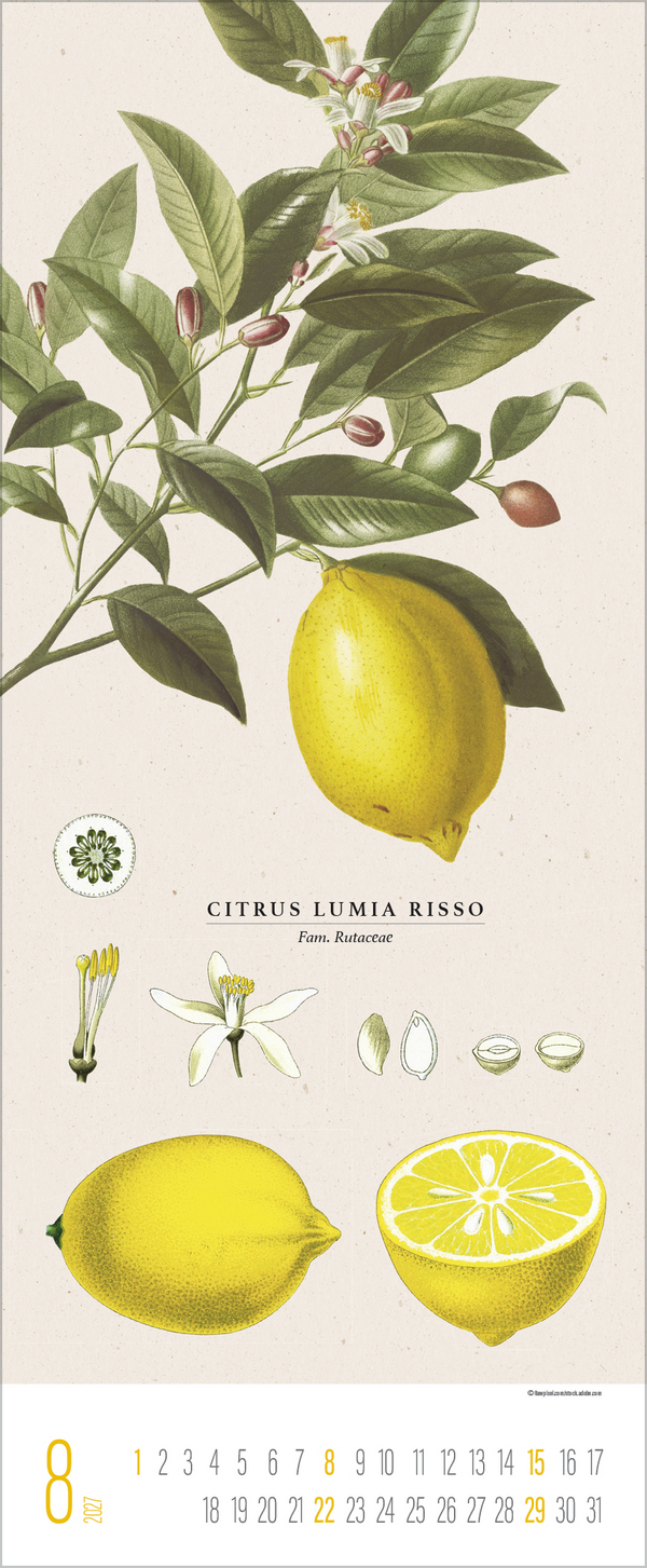 Botanicum 2027, Innenansicht #8