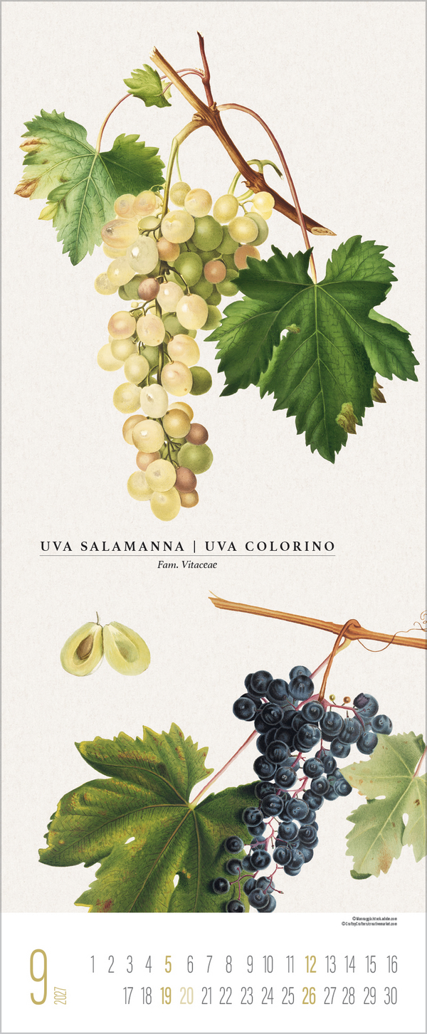 Botanicum 2027, Innenansicht #9