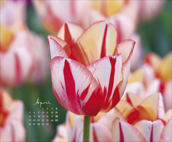 Floral Art 2027, Innenansicht #4