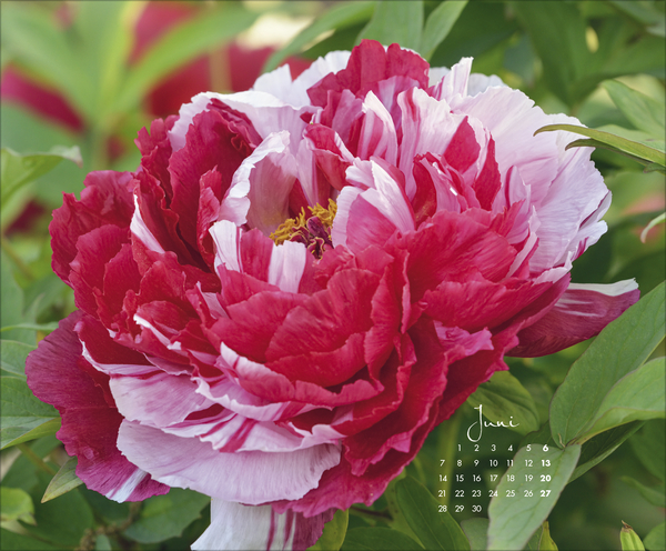 Floral Art 2027, Innenansicht #6