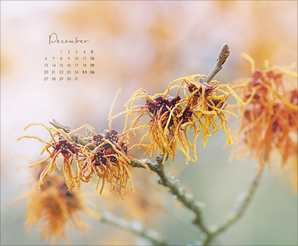 Floral Art 2027, Innenansicht #12