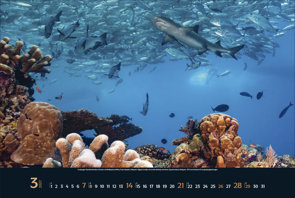 Magie der Meere 2027, Innenansicht #3