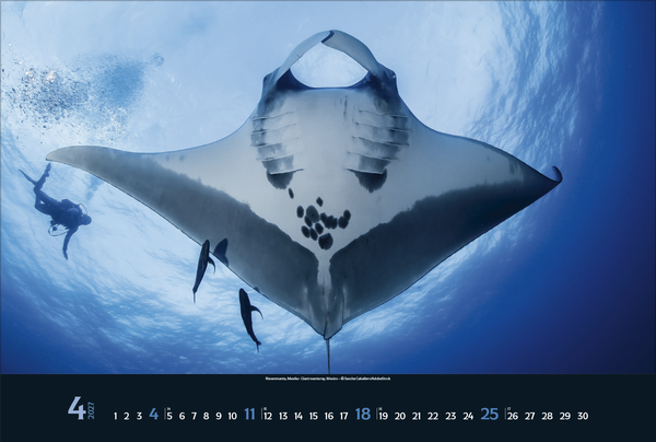 Magie der Meere 2027, Innenansicht #4