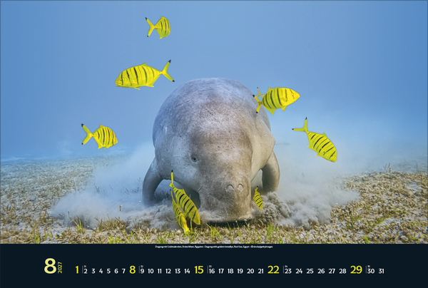 Magie der Meere 2027, Innenansicht #8