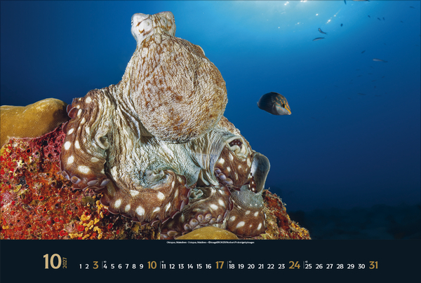 Magie der Meere 2027, Innenansicht #10