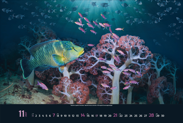 Magie der Meere 2027, Innenansicht #11