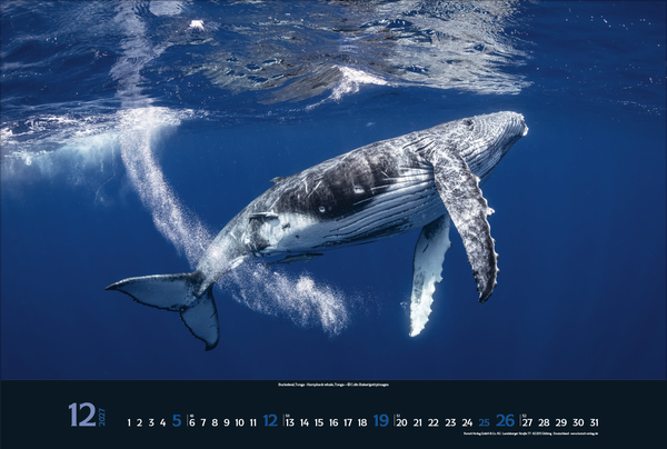 Magie der Meere 2027, Innenansicht #12