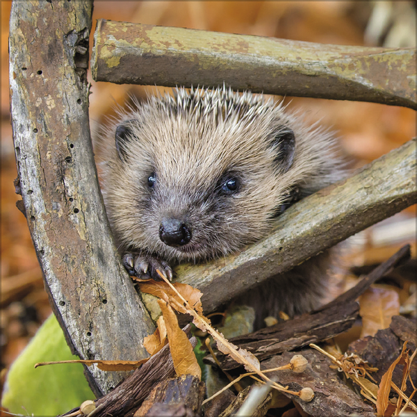 Igel 2027, Innenansicht #2