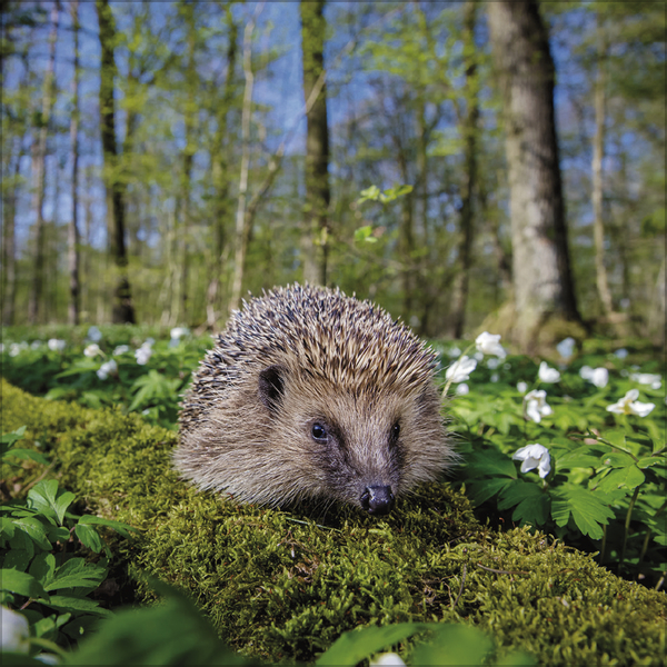 Igel 2027, Innenansicht #3