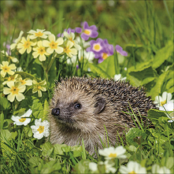 Igel 2027, Innenansicht #4