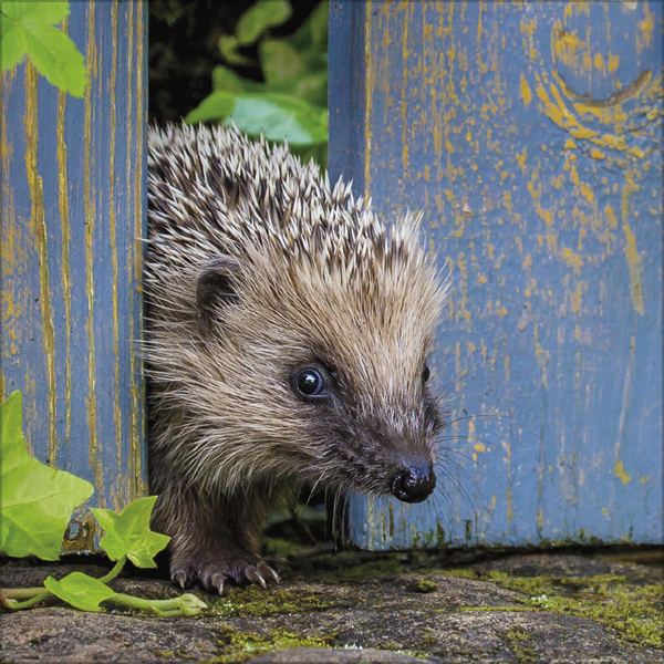 Igel 2027, Innenansicht #5