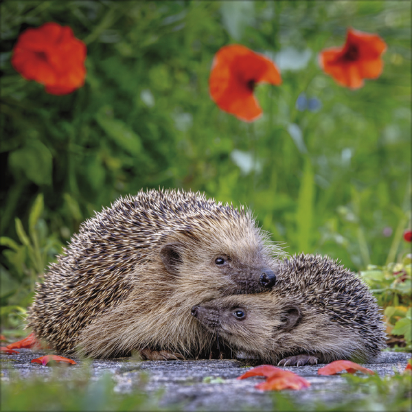 Igel 2027, Innenansicht #6