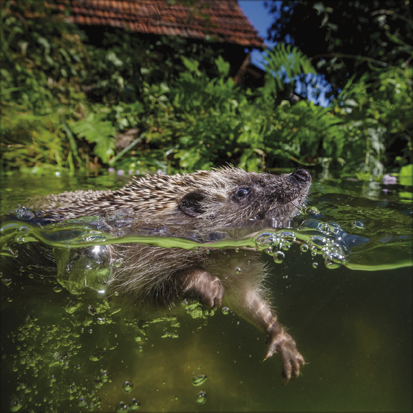 Igel 2027, Innenansicht #7