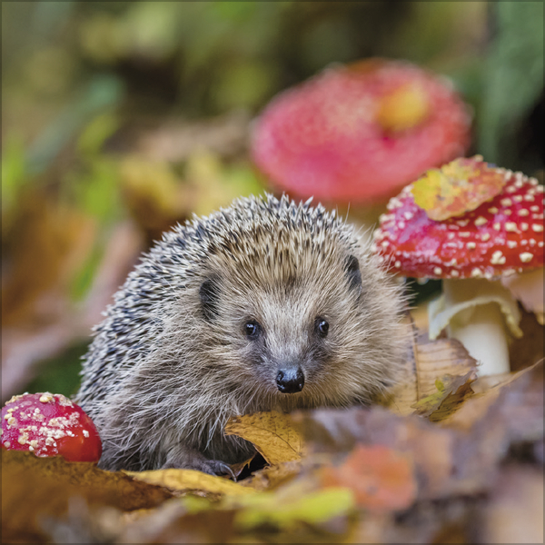 Igel 2027, Innenansicht #9