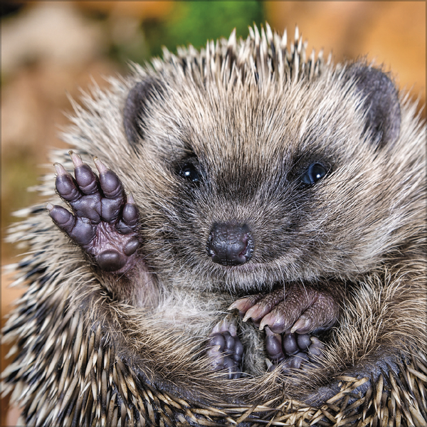 Igel 2027, Innenansicht #10