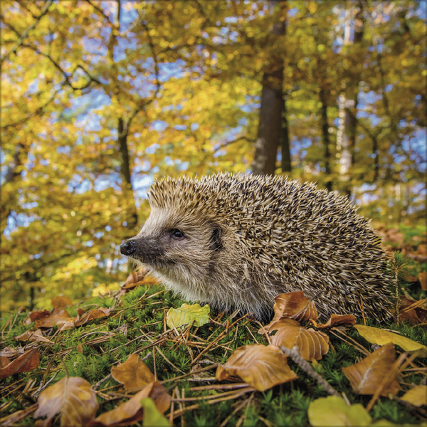 Igel 2027, Innenansicht #11
