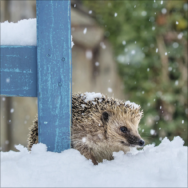 Igel 2027, Innenansicht #12