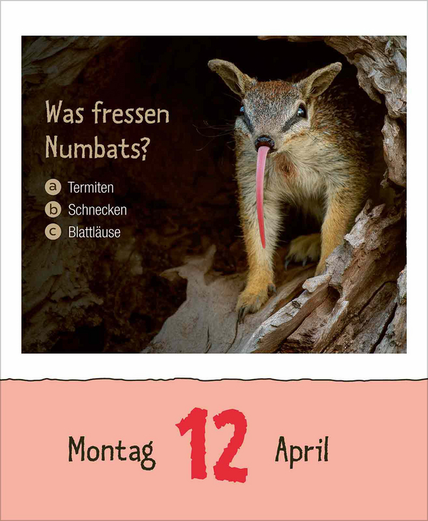 Wie faul ist das Faultier? 2027, Innenansicht #3