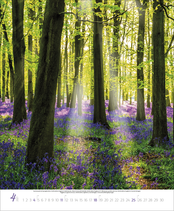 Bezaubernde Augenblicke in der Natur 2027, Innenansicht #4