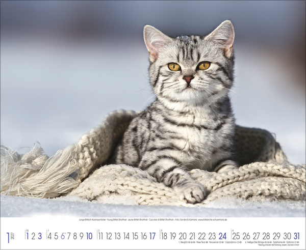 Samtpfoten 2027, Innenansicht #1