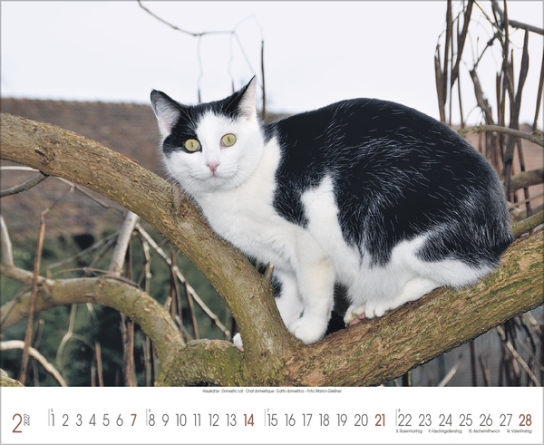 Samtpfoten 2027, Innenansicht #2