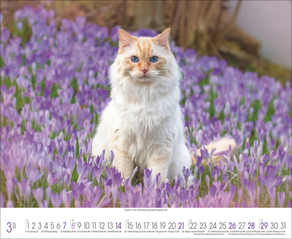 Samtpfoten 2027, Innenansicht #3