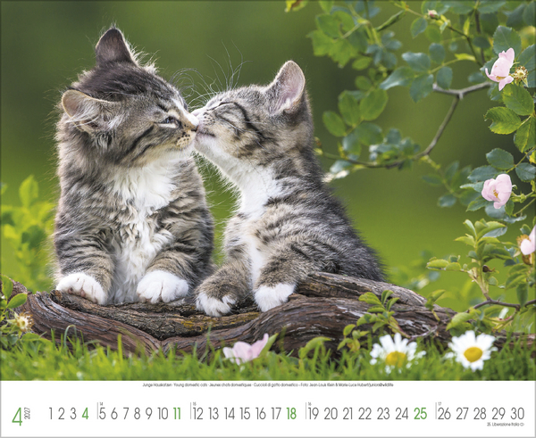 Samtpfoten 2027, Innenansicht #4