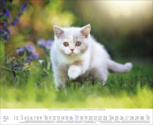 Samtpfoten 2027, Innenansicht #5