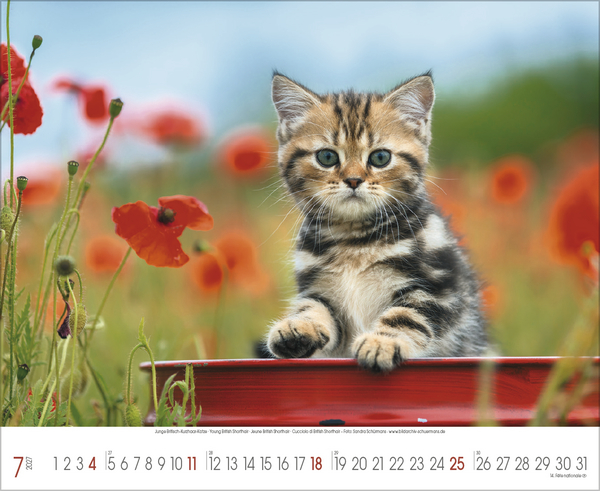 Samtpfoten 2027, Innenansicht #7