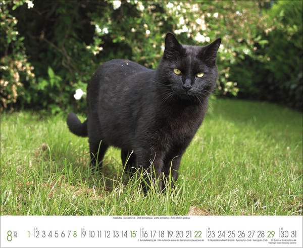 Samtpfoten 2027, Innenansicht #8