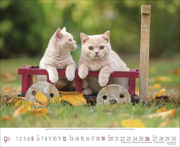 Samtpfoten 2027, Innenansicht #9