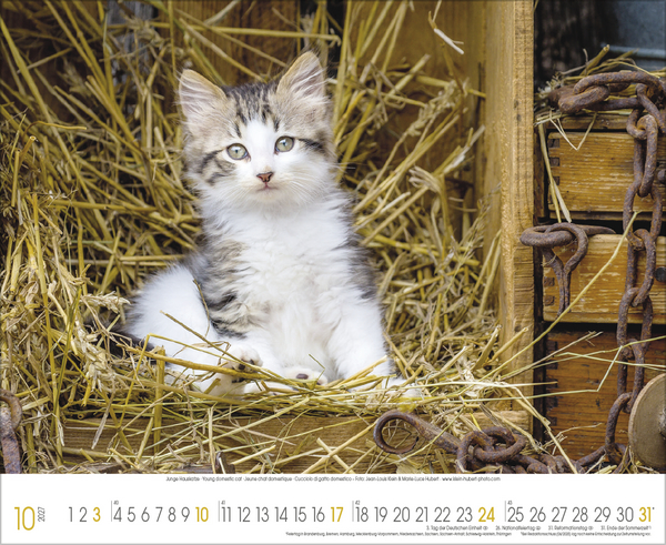 Samtpfoten 2027, Innenansicht #10