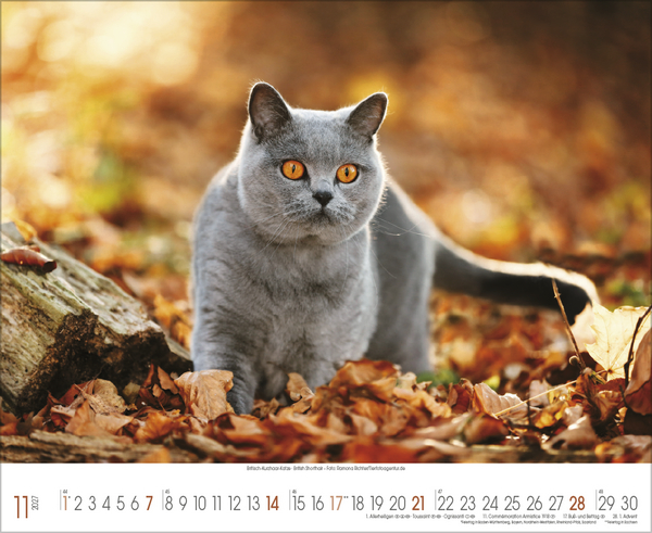 Samtpfoten 2027, Innenansicht #11