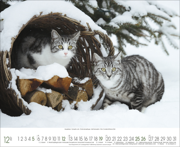 Samtpfoten 2027, Innenansicht #12