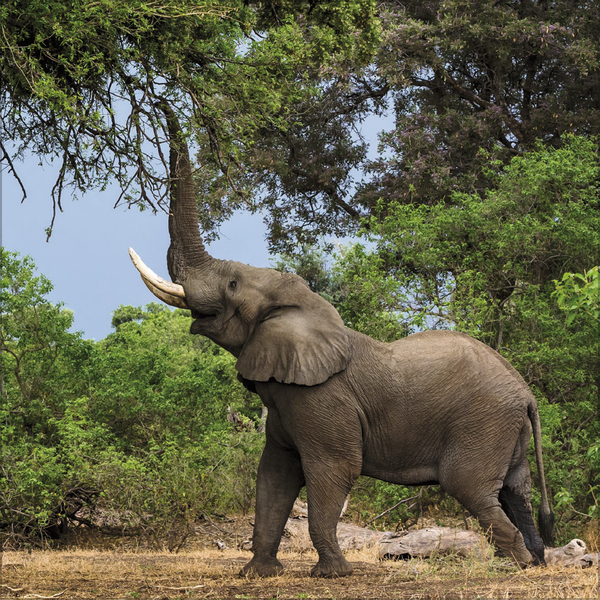 Elefanten 2027, Innenansicht #2