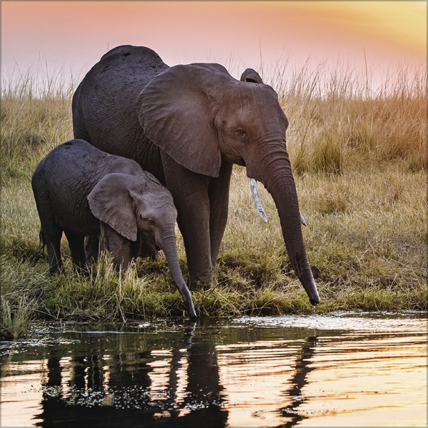 Elefanten 2027, Innenansicht #3