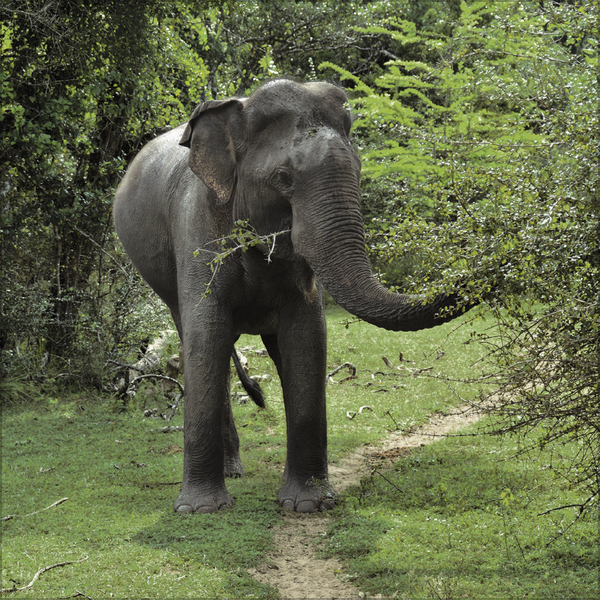 Elefanten 2027, Innenansicht #4