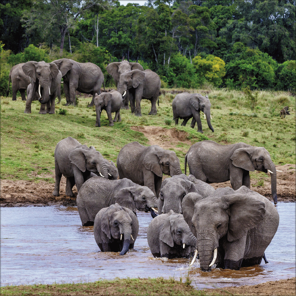 Elefanten 2027, Innenansicht #5