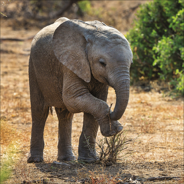 Elefanten 2027, Innenansicht #6