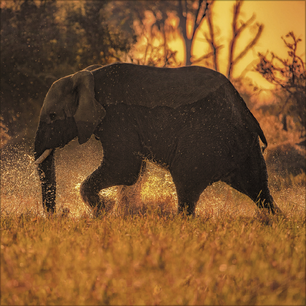 Elefanten 2027, Innenansicht #7