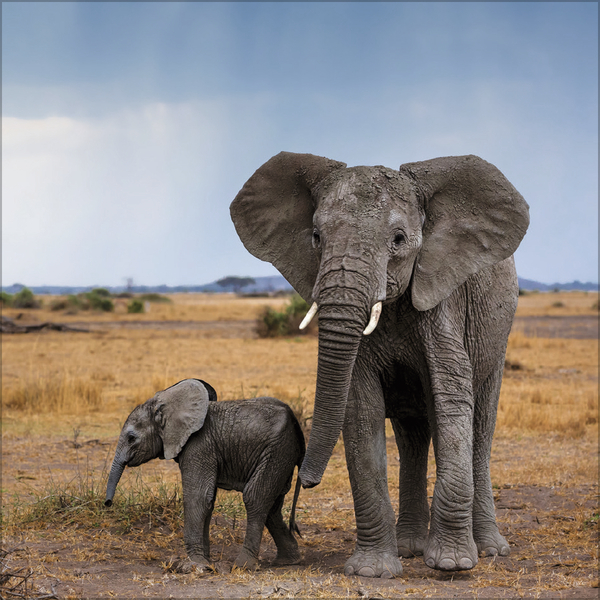 Elefanten 2027, Innenansicht #8