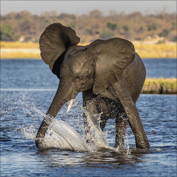 Elefanten 2027, Innenansicht #9