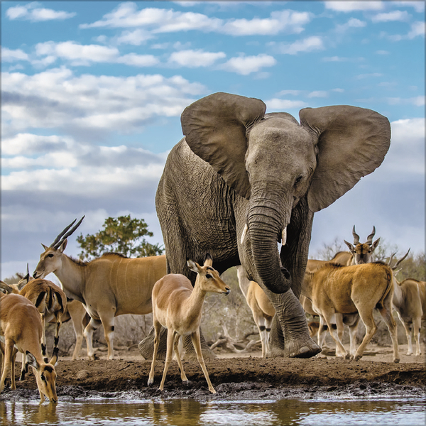 Elefanten 2027, Innenansicht #10