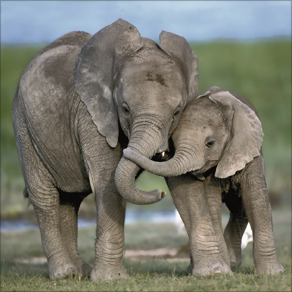 Elefanten 2027, Innenansicht #11