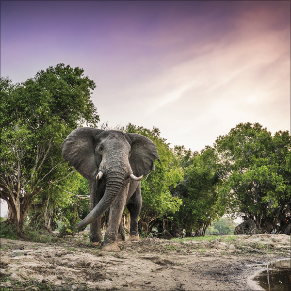 Elefanten 2027, Innenansicht #12