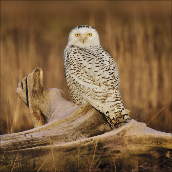 Eulen 2027, Innenansicht #2